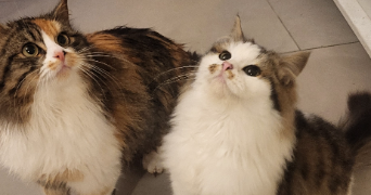 jeremy pet sitter à GRAINVILLE LANGANNERIE 14190_6