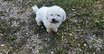 séverine pet sitter à COUTEVROULT 77580_9