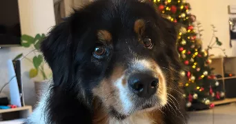 méline pet sitter à ST ALBAN D AY 07790