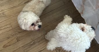 amaelle pet sitter à WALDWISSE 57480_2