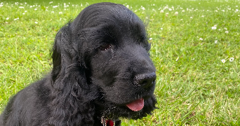 theo pet sitter à Le Havre 76600_3