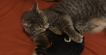 enzo pet sitter à PARIS 11 75011_3