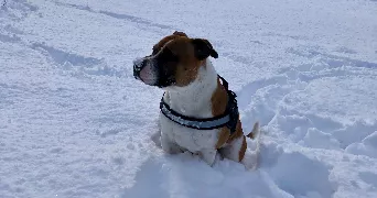 vincent dog sitter à RONCOURT 57860