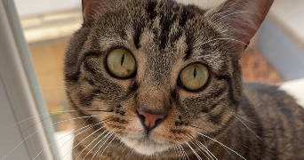 chloé pet sitter à Saint Bonnet le Château 42380_4