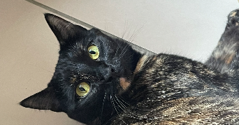 lisa pet sitter à PARIS 09 75009_1