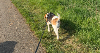 emmeline pet sitter à FAMECK 57290_1