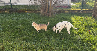 ghizlaine dog sitter à MANOM 57100_3