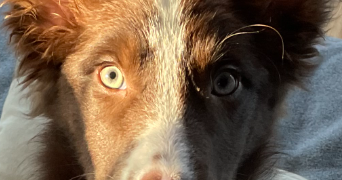 sarah pet sitter à PERIGNY 17180_2