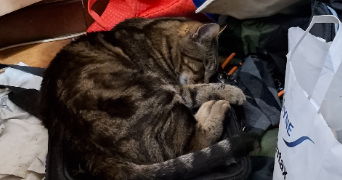 liliane pet sitter à MASSY 91300_3