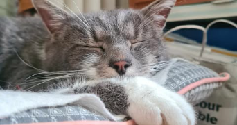 rachelle pet sitter à BOIS COLOMBES 92270_6