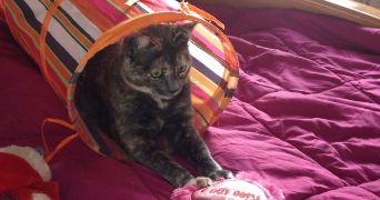 cathy pet sitter à Lillers 62190_3