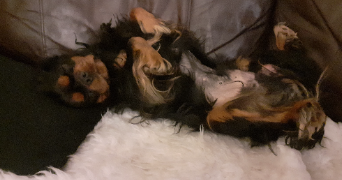 marina pet sitter à PARIS 17 75017_8