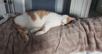 noelle pet sitter à ST ETIENNE 42100_2