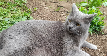 loriane pet sitter à CLERMONT FERRAND 63000_4