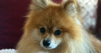 léa pet sitter à VAL DE BRIEY 54150_2