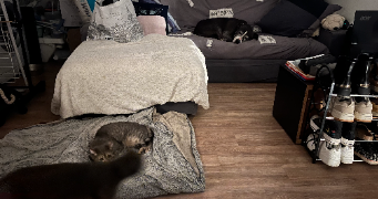 nolhan pet sitter à St Denis 93200_5