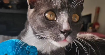 rachel pet sitter à MONTPELLIER 34000_5