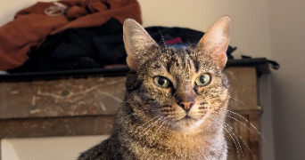 clément pet sitter à PARIS 13 75013_1