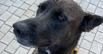 chaima pet sitter à LEVALLOIS PERRET 92300_4