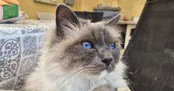 maëlys pet sitter à LAPALUD 84840_1