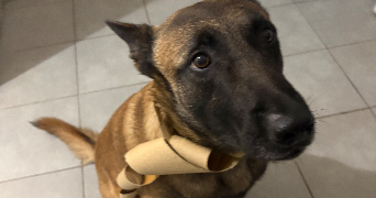 sarah pet sitter à LABARTHE SUR LEZE 31860_2