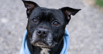 laura pet sitter à ORGON 13660_2