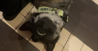 thibault pet sitter à LYON 06 69006_2