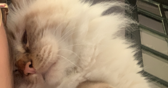 inès cat sitter à VALENCIENNES 59300_2