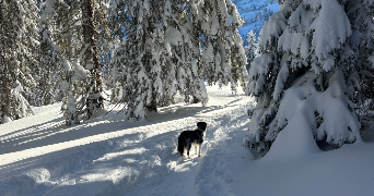 noémi et isao pet sitter à ANNECY 74000_9