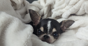 marine pet sitter à LA GRANDE MOTTE 34280_10