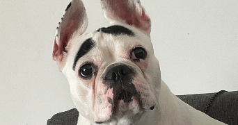 emmanuelle  pet sitter à Saint-Memmie 51470_1