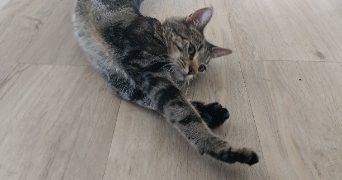 lucie pet sitter à Grenoble 38100_5