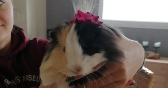 andrea pet sitter à MONT ST AIGNAN 76130_5