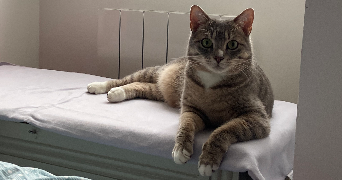 lucie pet sitter à Bourgoin Jallieu 38300_3