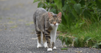 Ophélie pet sitter à ST HILAIRE LA GRAVELLE 41160_2