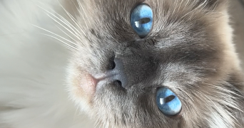 laura pet sitter à Courbevoie 92400_1