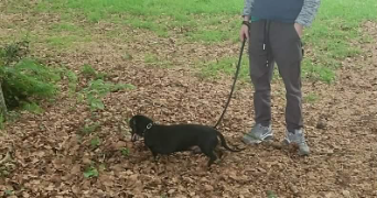 sabrina pet sitter à TOURCH 29140_2