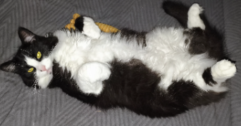 sabine pet sitter à IGNY 91430_5