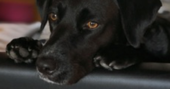 léa pet sitter à Limoges 87000_5