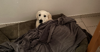 salomé pet sitter à ST MARS LA BRIERE 72470_7