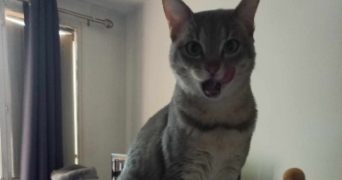 kenza pet sitter à LES ULIS 91940_13