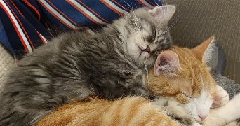Camille pet sitter à Fougères 35300_1