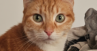 marina pet sitter à FONTENAY AUX ROSES 92260_2