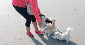 fabienne pet sitter à HERGNIES 59199_1