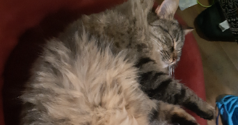 melissa pet sitter à ANTIBES 06600_1