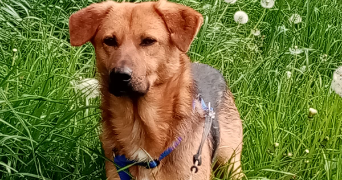 héléna pet sitter à LE TEILLEUL 50640_1