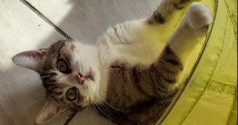 Virginie pet sitter à Chaillé-sous-les-Ormeaux 85310_6