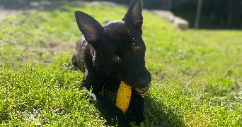 léa pet sitter à LIMOGES 87100_1