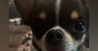 laïna pet sitter à Marseille 13016_7