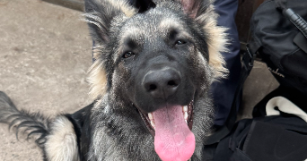 maéva pet sitter à TALENCE 33400_1